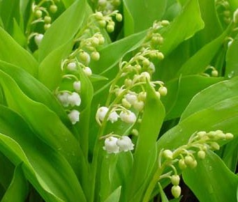  La fête du 1er mai n'a aucune racine religieuse